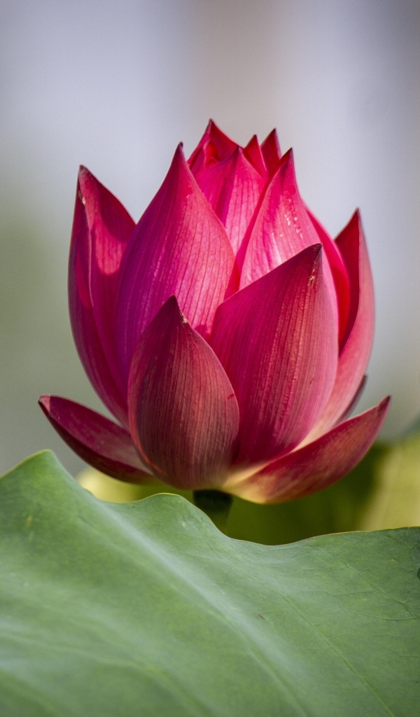 Распускающийся красный цветок лотоса с зелеными листьями