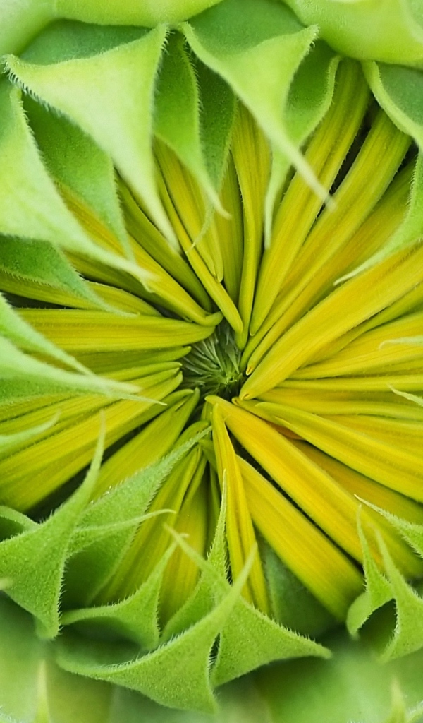 Распускающийся цветок подсолнуха