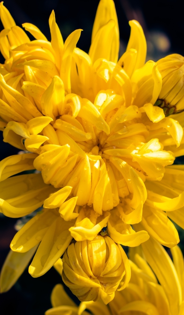 Распускающаяся желтая хризантема вблизи