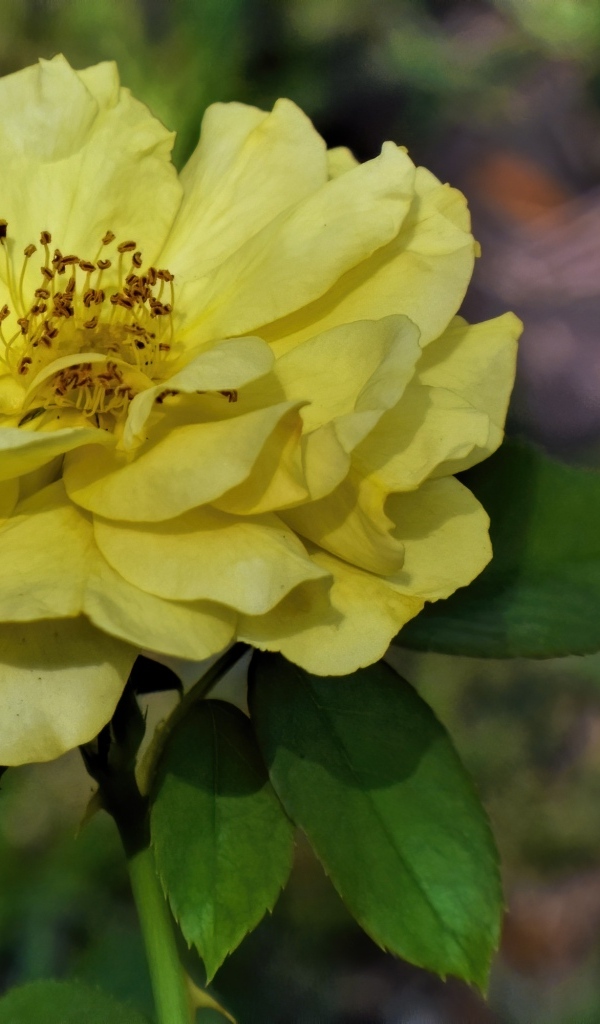 Отцветающая желтая роза в саду