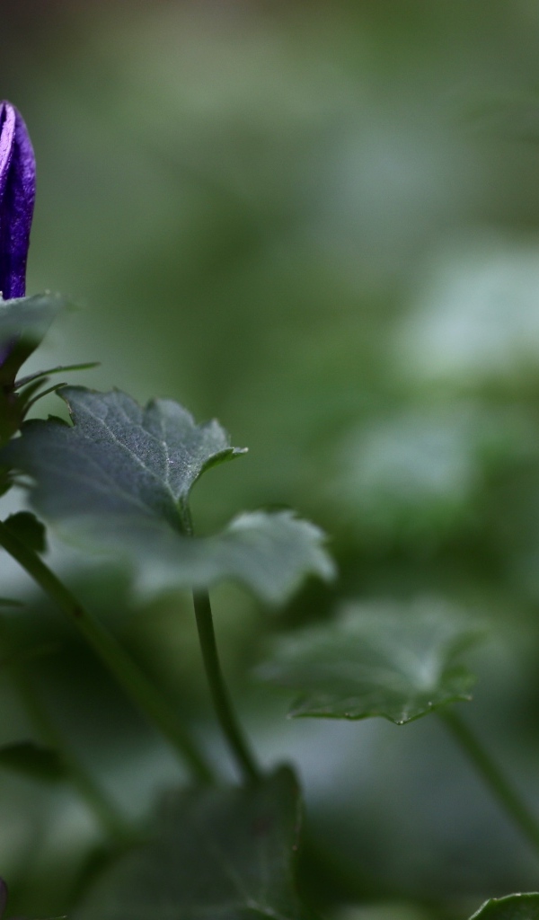 Распускающийся синий цветок колокольчика