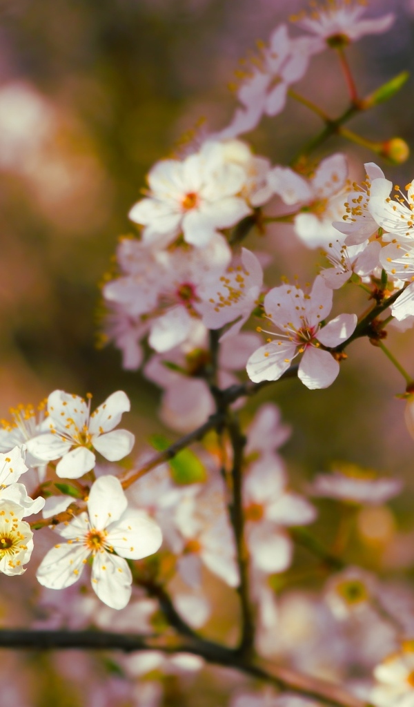 Цветущие ветки вишни весной в лучах солнца