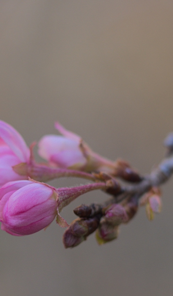 Распускающиеся цветы на ветке дерева