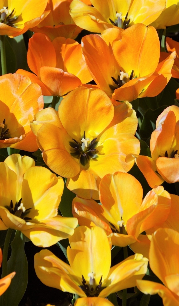 Распустившиеся оранжевые тюльпаны на клумбе