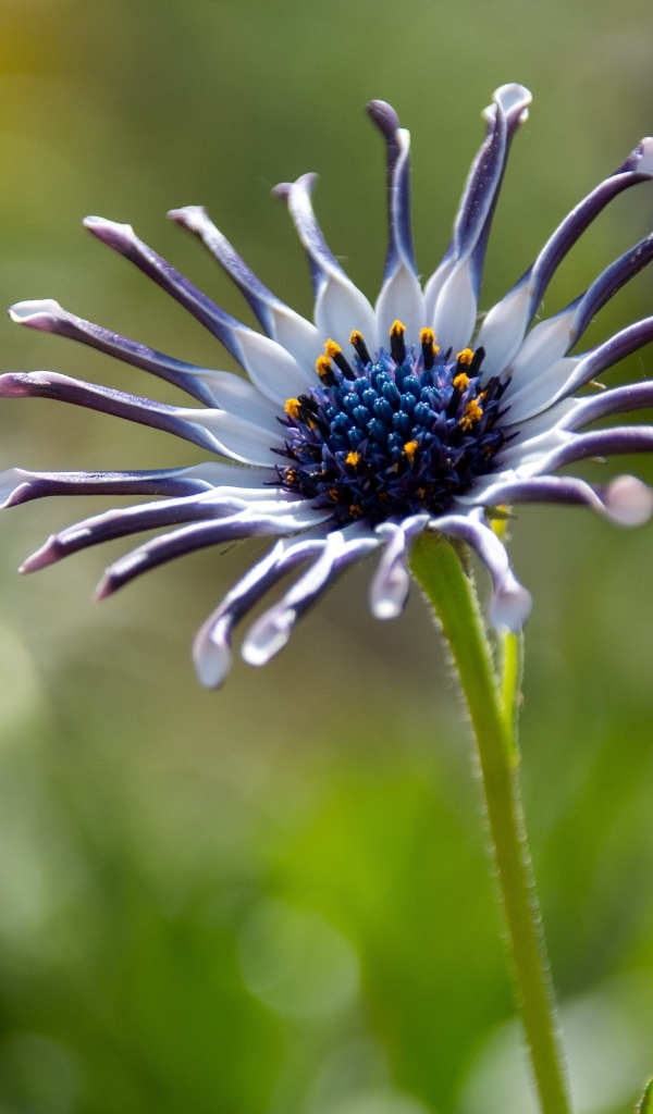 Распускающийся цветок остеоспермум