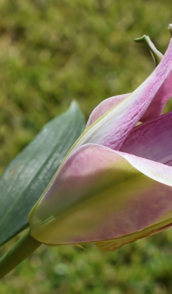 Распускающийся цветок розовой лилии