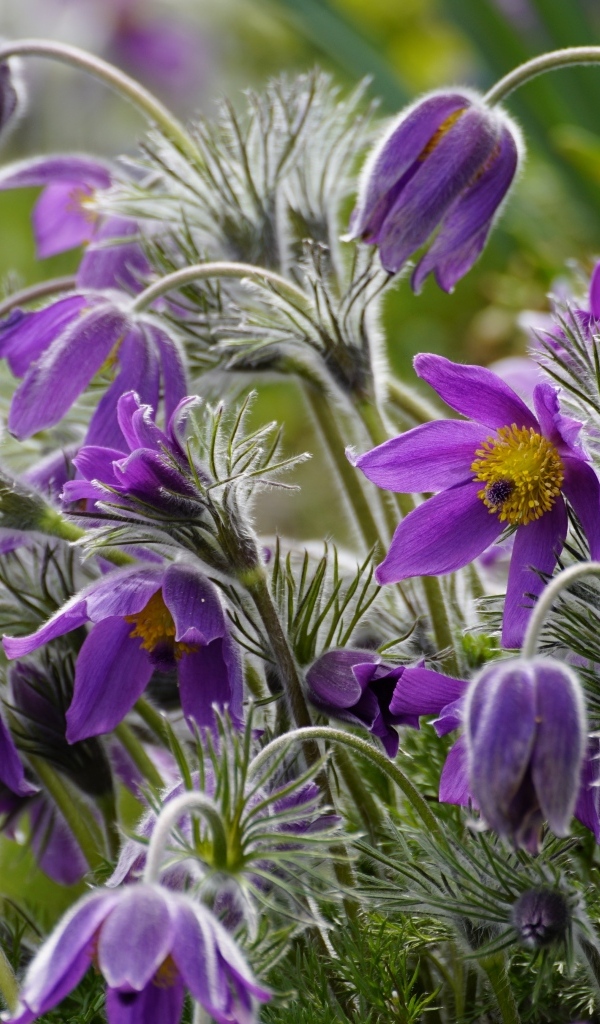 Синие цветы полевого прострела