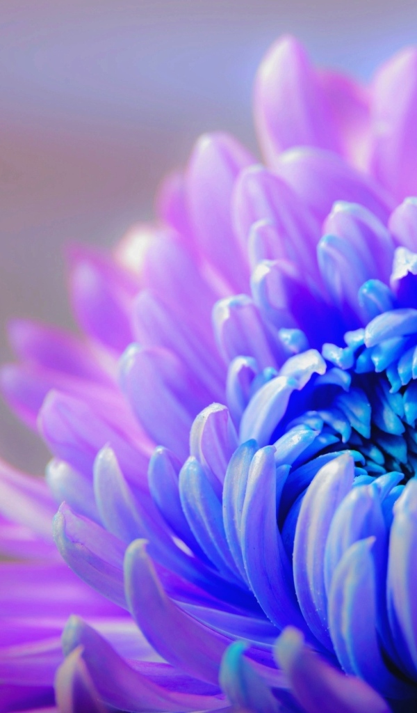 Голубой с розовым цветок хризантемы