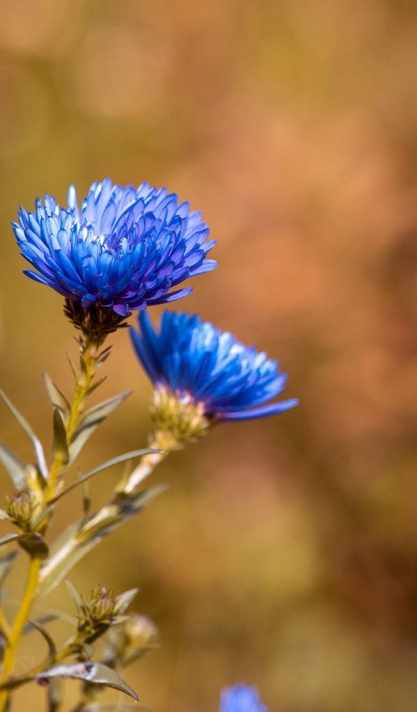 Синий осенний цветок сентябринка