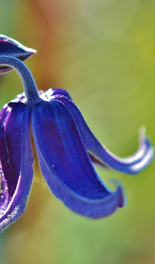 Синий цветок колокольчика крупным планом