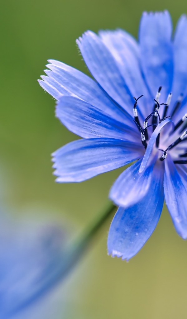 Синий цветок цикория крупным планом