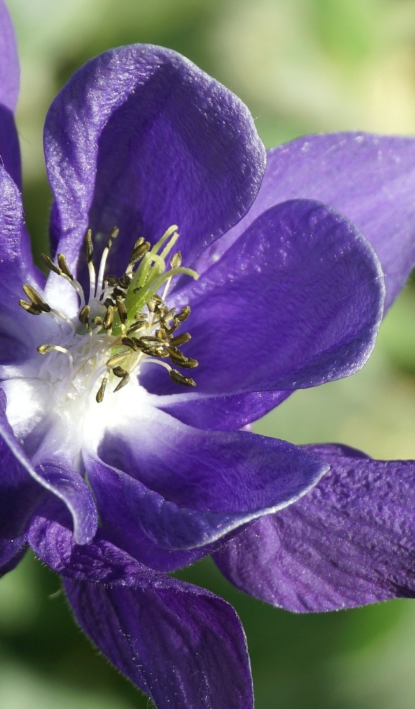 Синий цветок водосбора крупным планом