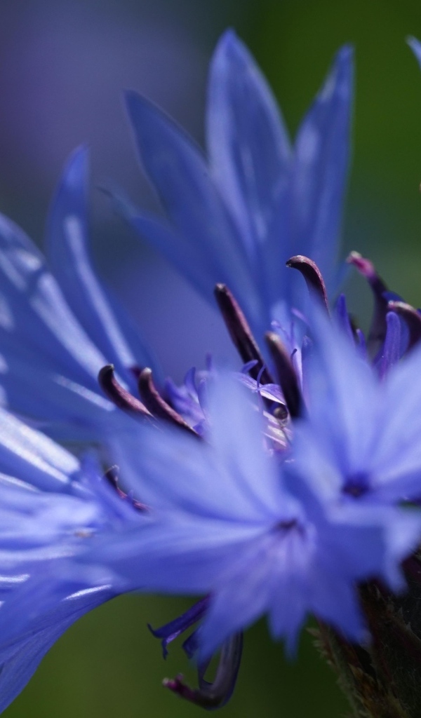 Цветок синего василька вблизи