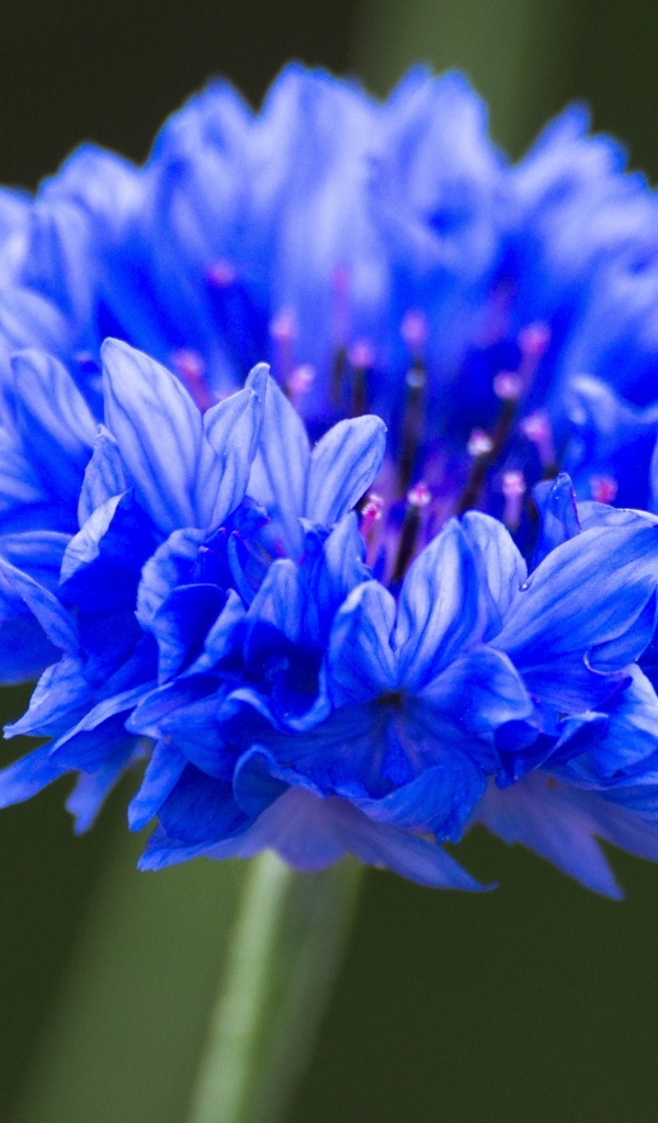 Синий цветок василька крупным планом