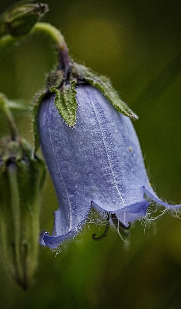 Синий опустившийся цветок колокольчика