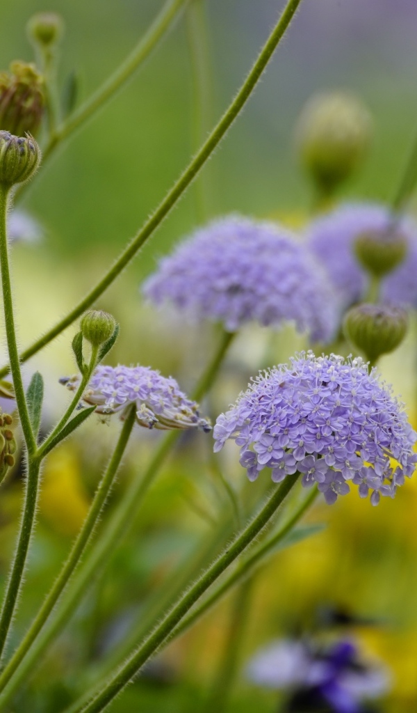Синий садовый цветок трахимена крупным планом