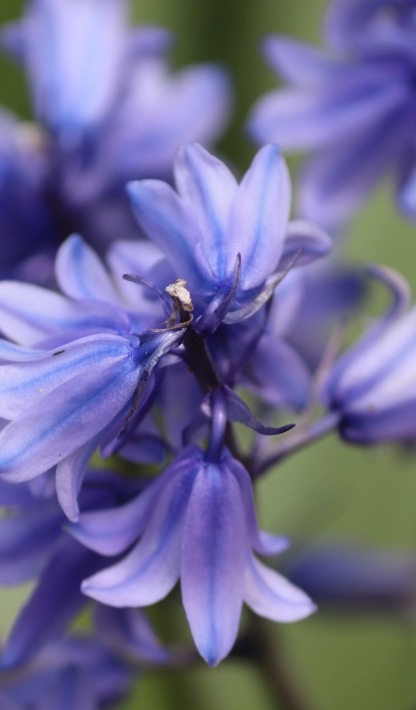 Синие цветы гиацинта вид сверху