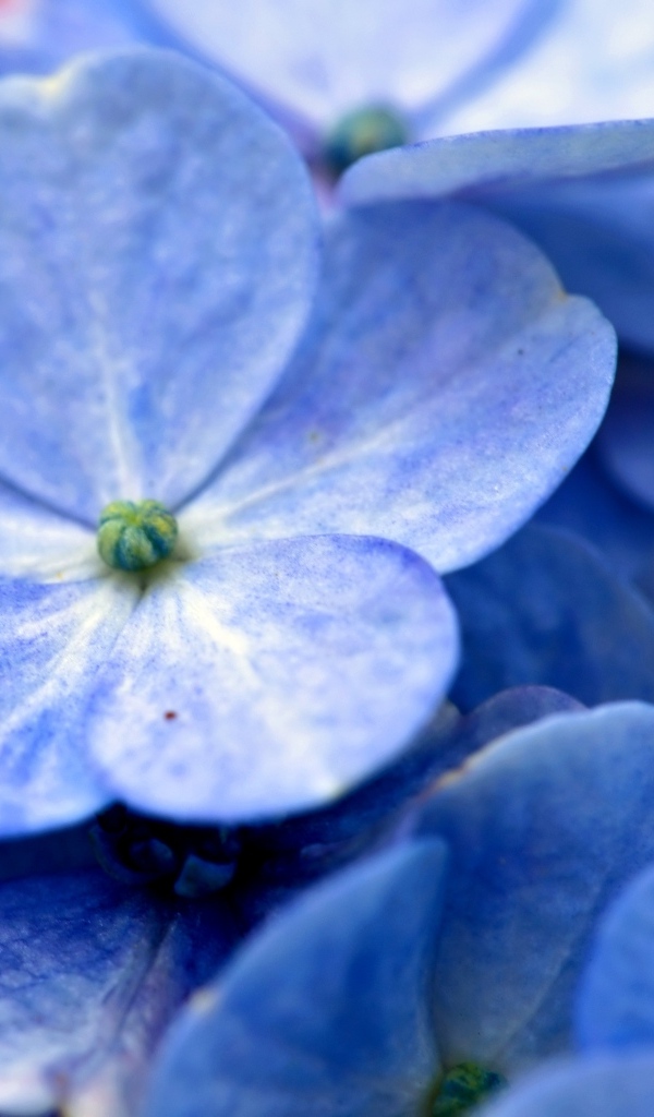 Синие цветы гортензии крупным планом