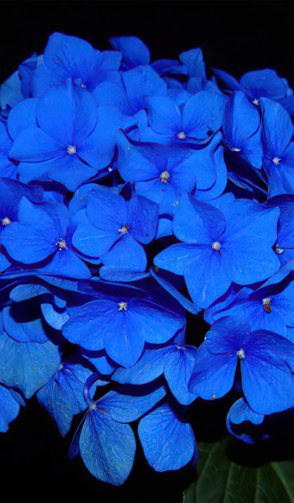 Синие цветы гортензии на черном фоне