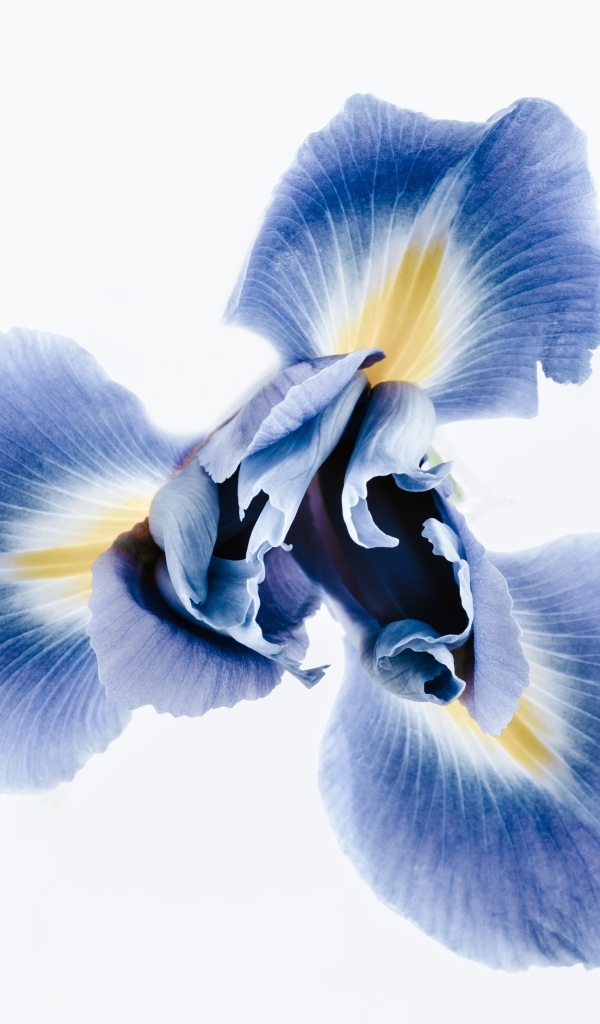 Синий цветок ириса на сером фоне