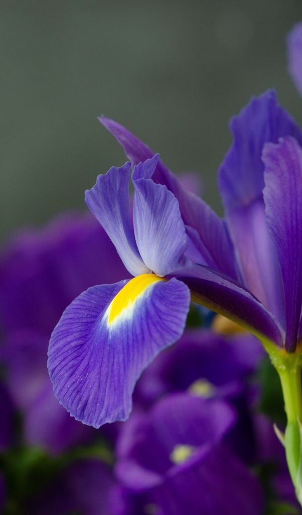 Синие цветы ириса с бабочкой