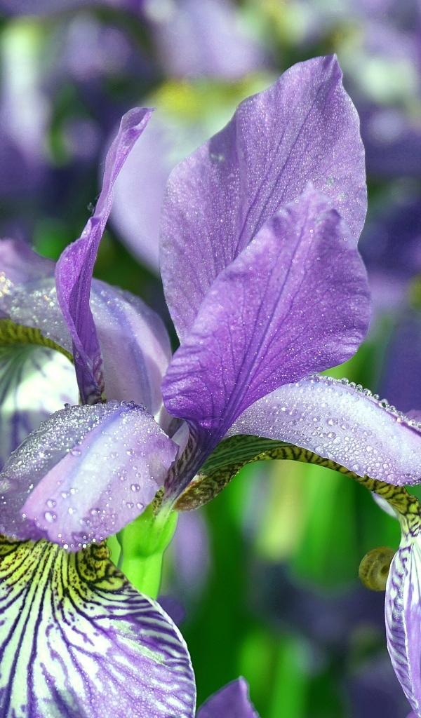 Синие цветы ириса с мокрыми лепестками