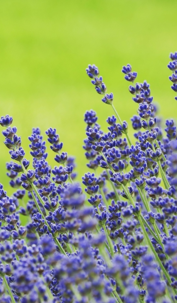 Синие цветы лаванды на зеленом фоне