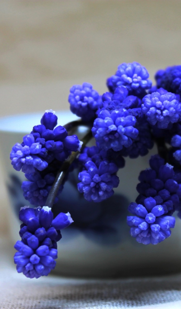 Синие цветы мускари в белой вазе на столе