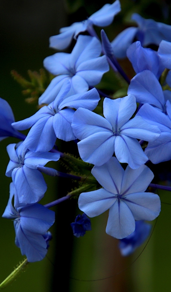 Голубой цветок флоксы крупным планом