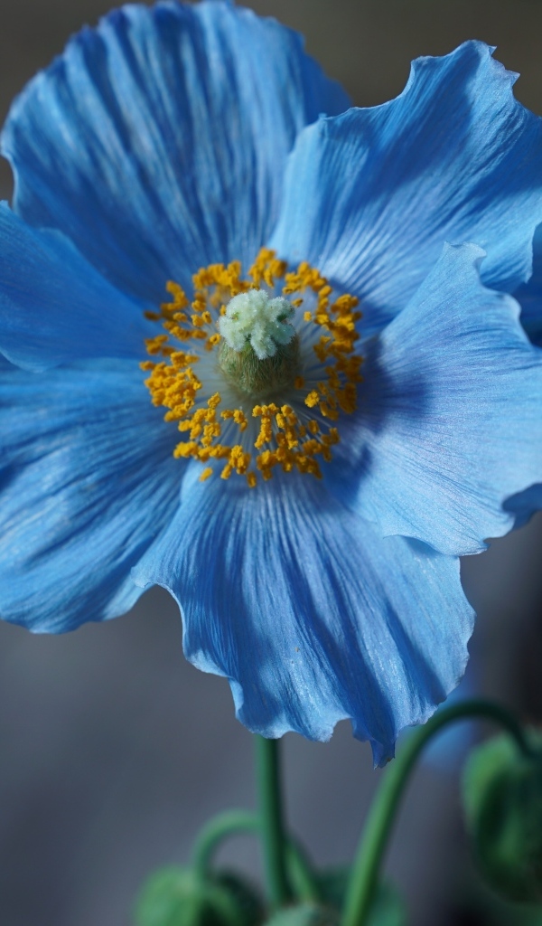 Голубой цветок мака крупным планом