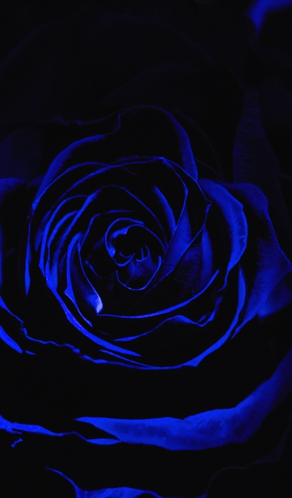 Голубая роза на черном фоне крупным планом