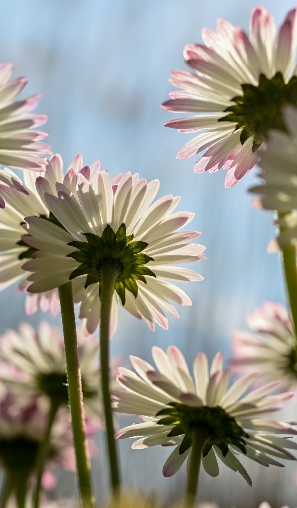 Вид снизу на маленькие цветы маргаритки