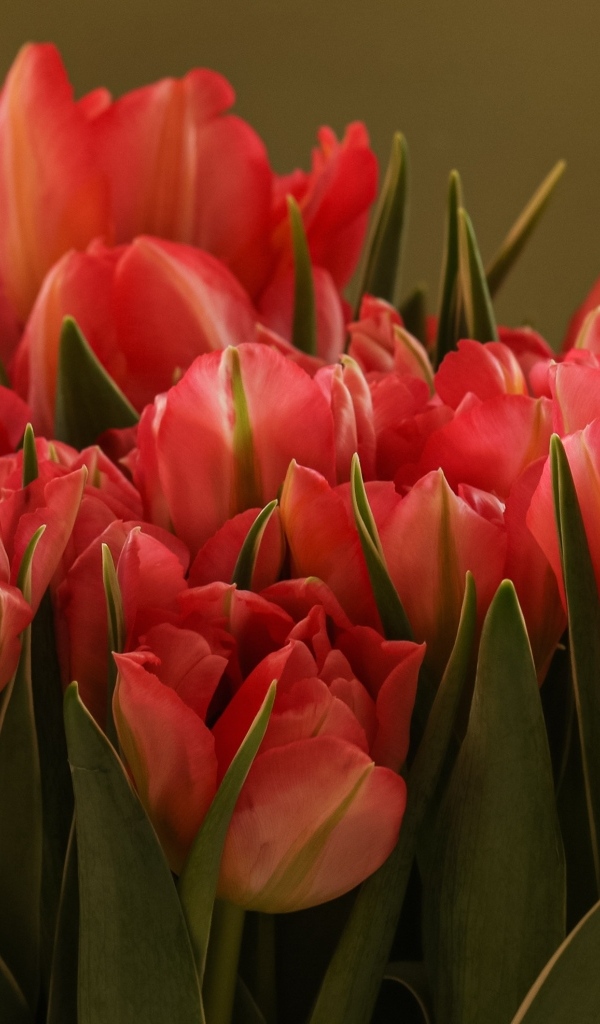 Букет красивых розовых тюльпанов с зелеными листьями