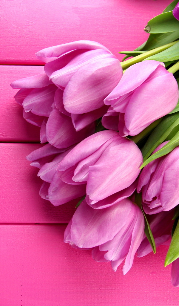Букет красивых тюльпанов на розовом фоне
