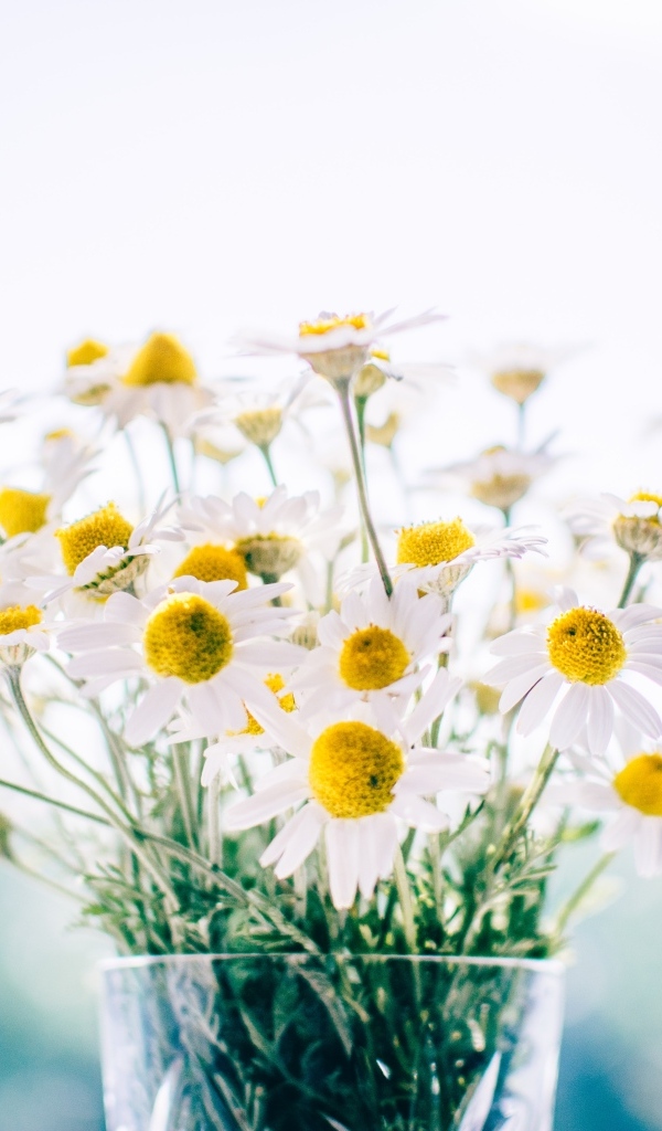 Букет нежных белых ромашек в вазе