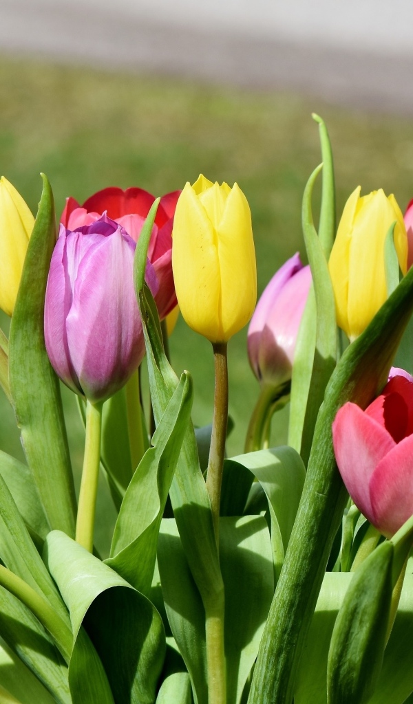 Букет свежих разноцветных тюльпанов