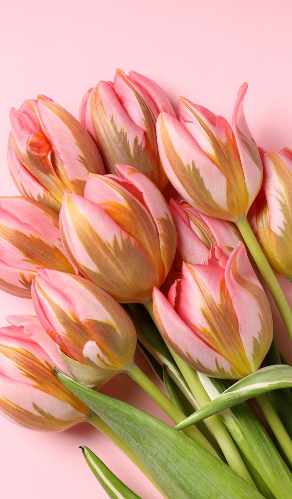 Букет свежих тюльпанов на розовом фоне