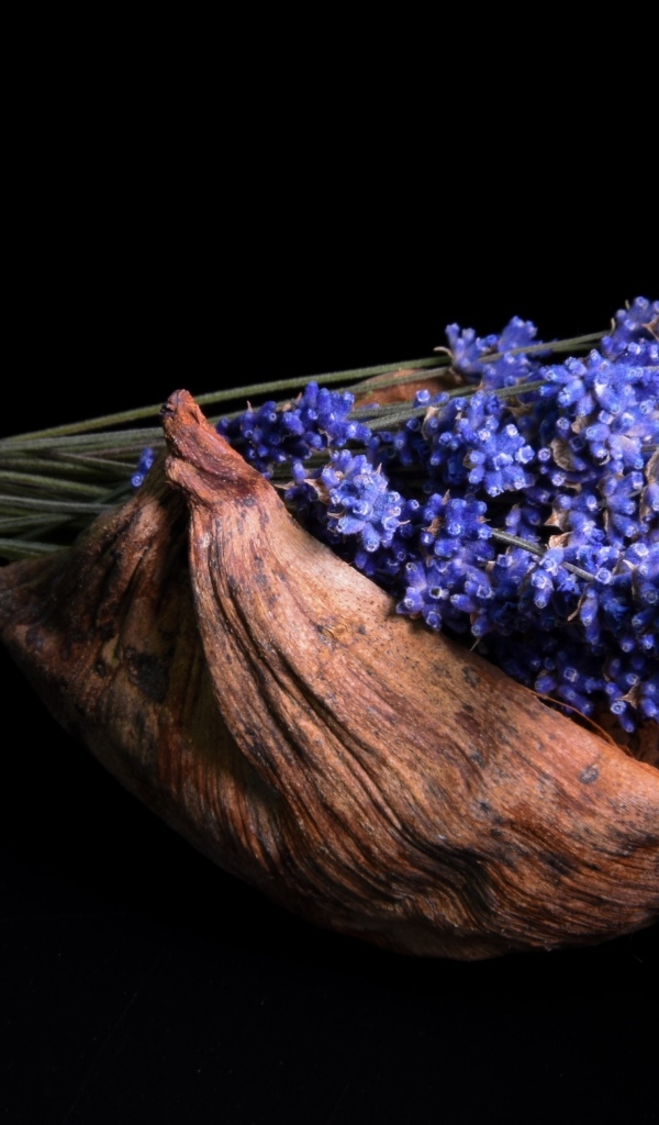 Букет цветов лаванды в коряге на черном фоне