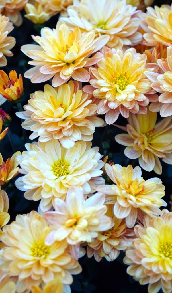 Букет оранжевых цветов хризантемы вблизи