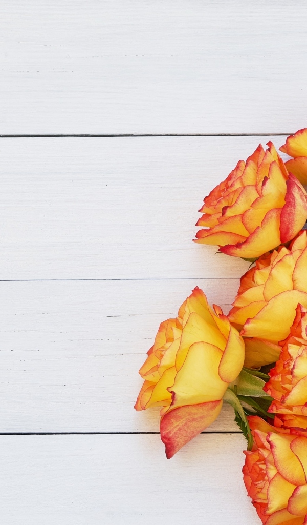 Букет оранжевых роз на белом деревянном фоне