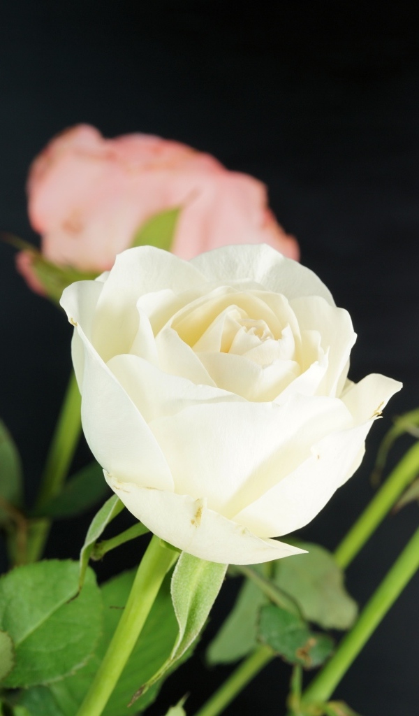 Букет розовых и белых роз на сером фоне