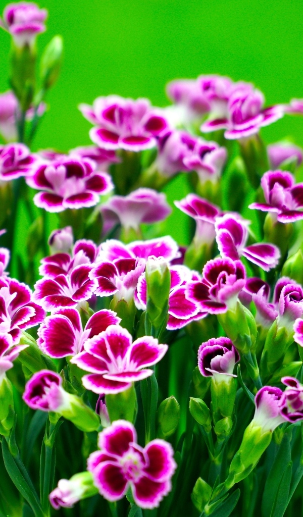 Букет розовых цветов гвоздики на зеленом фоне