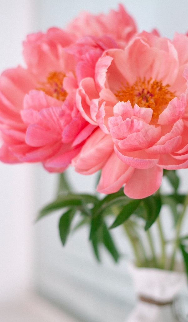 Букет розовых пионов в вазе у стены