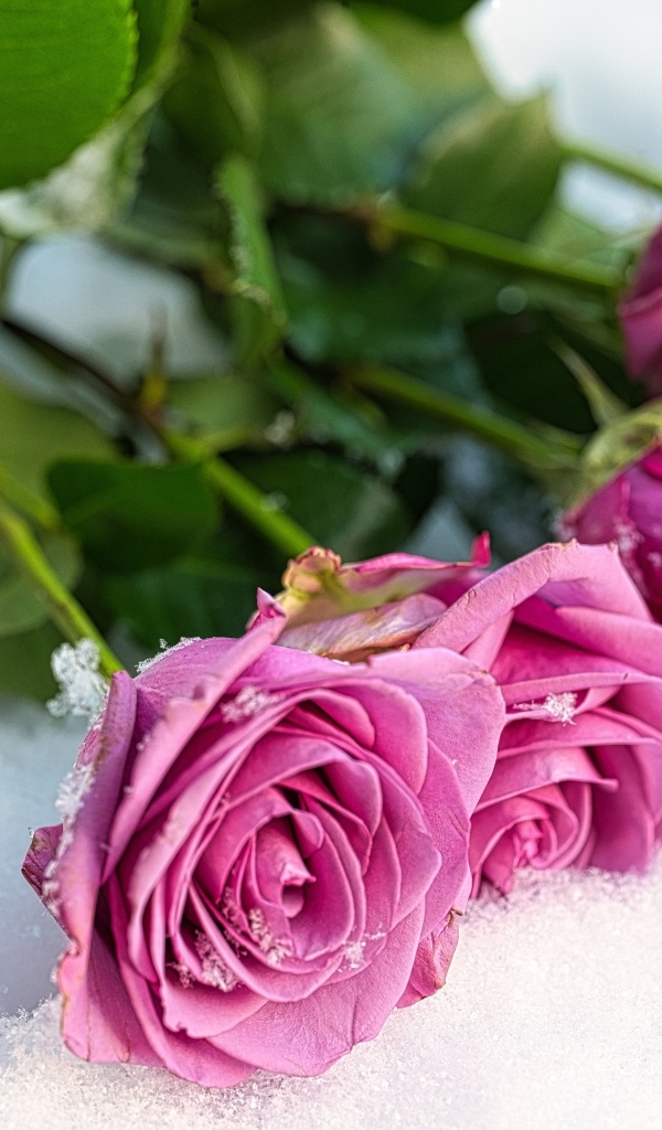 Букет розовых роз на снегу