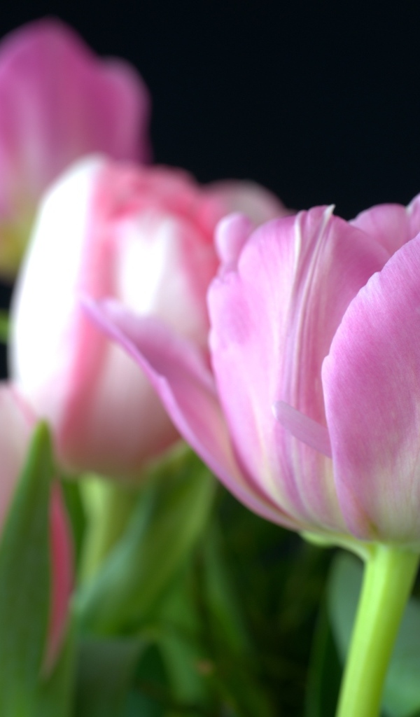 Букет из розовых тюльпанов на черном фоне вблизи