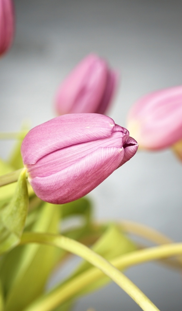 Букет розовых тюльпанов на сером фоне
