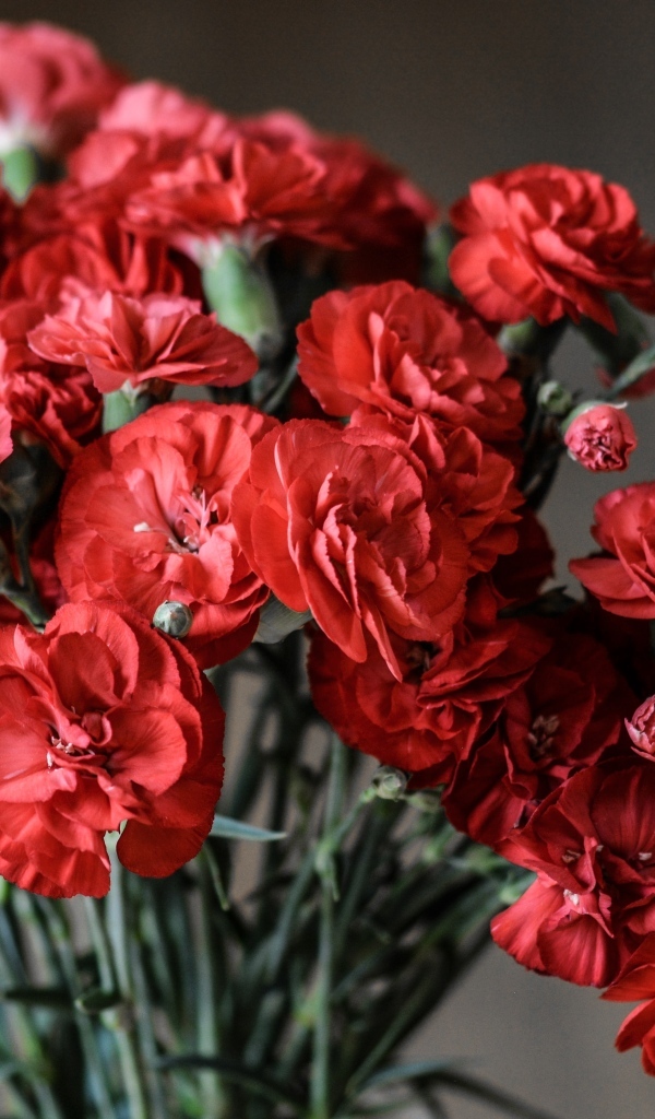 Букет красных гвоздик вблизи