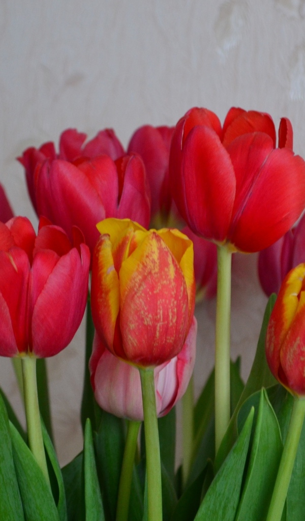 Букет красных тюльпанов на фоне стены