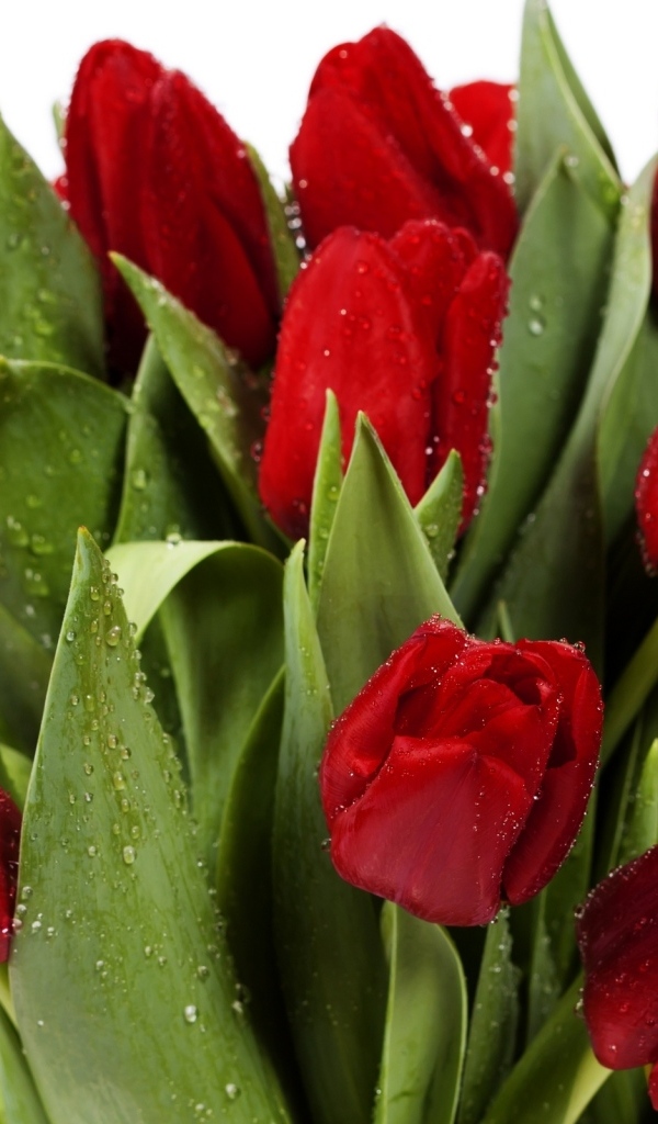 Букет красных тюльпанов в каплях росы