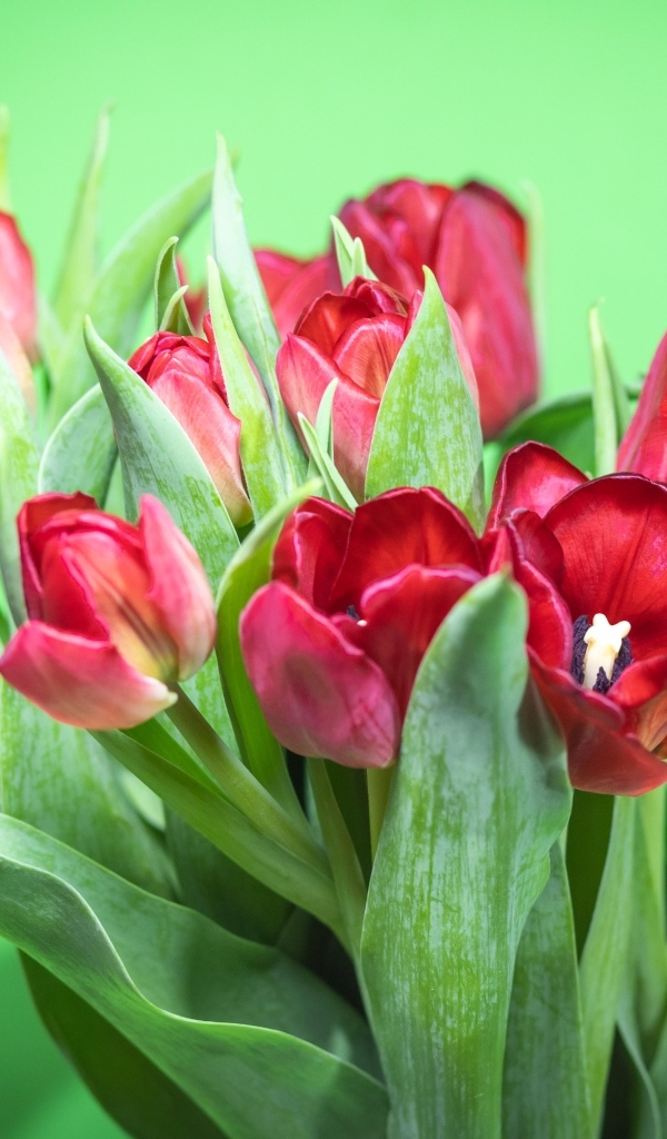 Букет красных тюльпанов на зеленом фоне